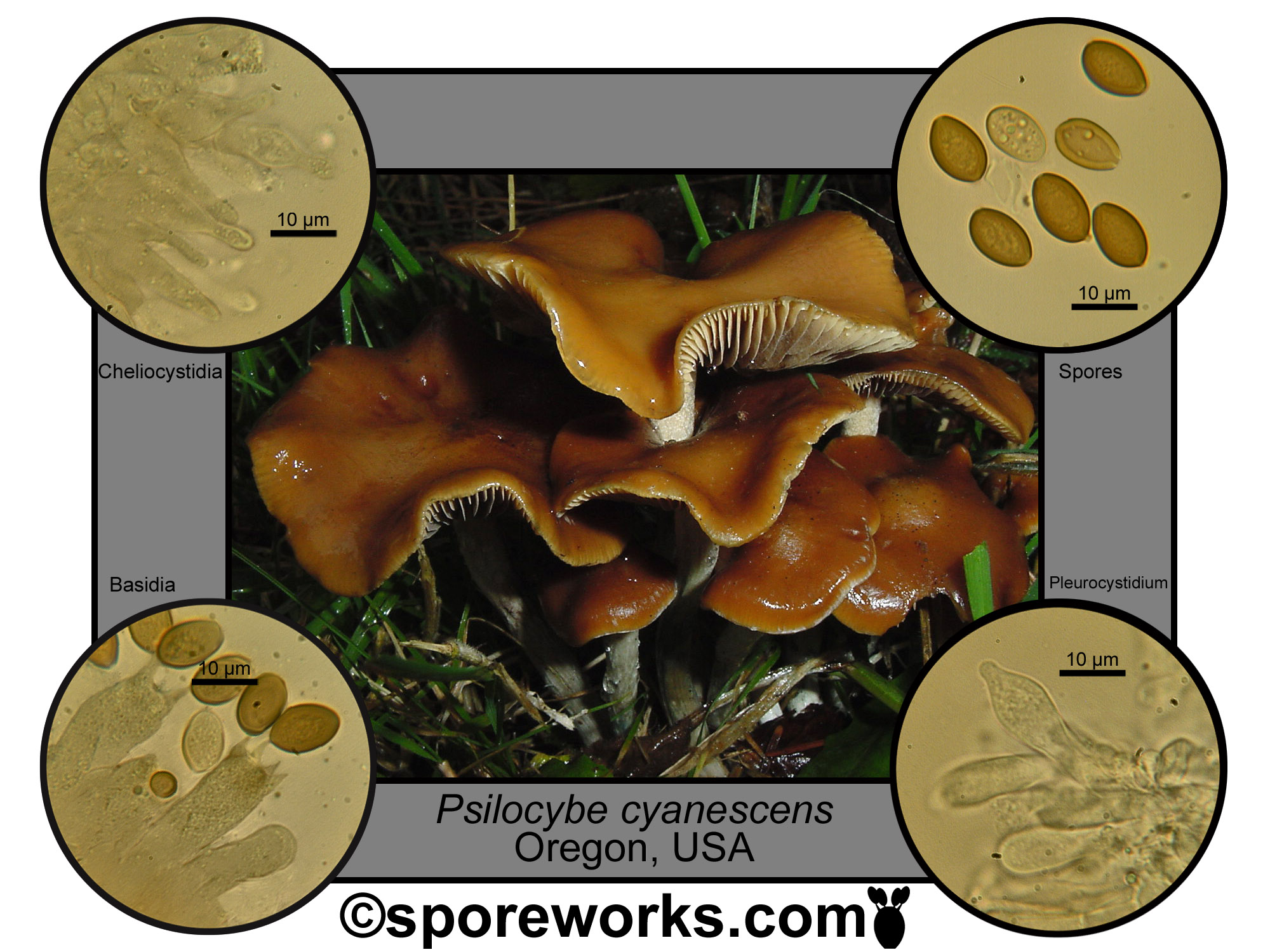 Psilocybe section Cyanescen - The Spore Works